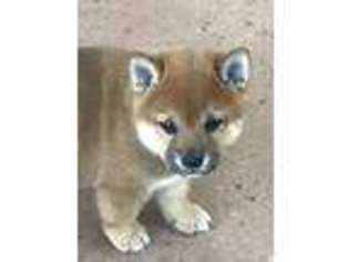 Shiba Inu Puppy for sale in Arvada, CO, USA
