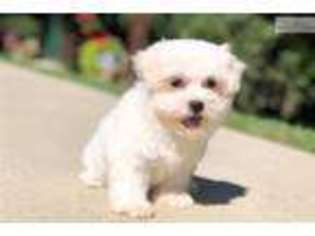 Maltese Puppy for sale in Canton, OH, USA