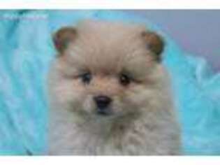 Pomeranian Puppy for sale in Auburn, GA, USA