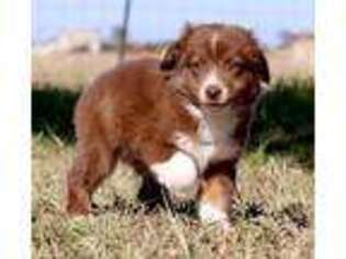 Miniature Australian Shepherd Puppy for sale in Poth, TX, USA