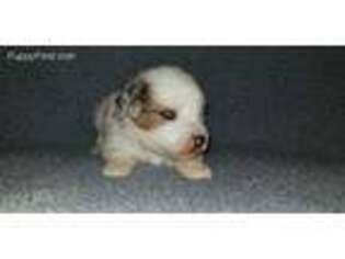 Miniature Australian Shepherd Puppy for sale in Garvin, OK, USA