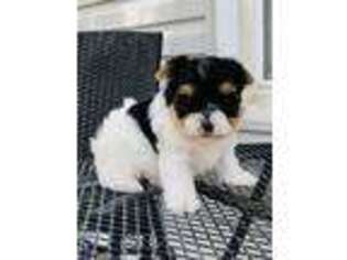 Yorkshire Terrier Puppy for sale in Decker, MI, USA
