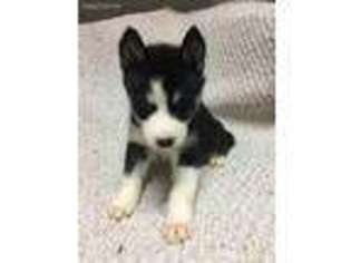 Siberian Husky Puppy for sale in West Alexandria, OH, USA