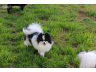 Pomeranian Puppy for sale in Bryceville, FL, USA