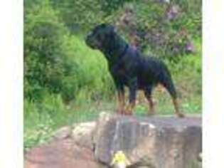 Rottweiler Puppy for sale in EAST HAMPTON, CT, USA