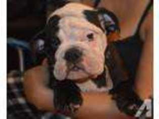 Bulldog Puppy for sale in HIALEAH, FL, USA