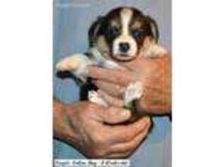 Pembroke Welsh Corgi Puppy for sale in Fallon, NV, USA