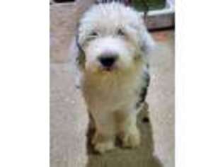 Old English Sheepdog Puppy for sale in Switz City, IN, USA