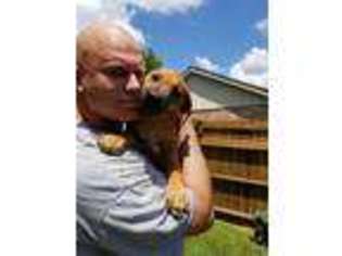 Rhodesian Ridgeback Puppy for sale in Conroe, TX, USA