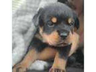 Rottweiler Puppy for sale in Preston, CT, USA