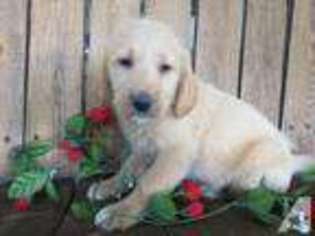 Labradoodle Puppy for sale in HARRISON, AR, USA