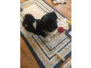 Havanese Puppy for sale in North Branch, MI, USA