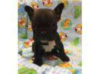 French Bulldog Puppy for sale in Clarkrange, TN, USA