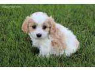 Cavachon Puppy for sale in Apple Creek, OH, USA