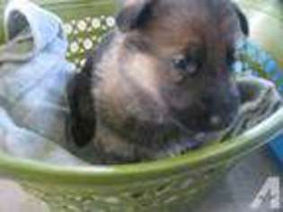 German Shepherd Dog Puppy for sale in CHARLTON, MA, USA