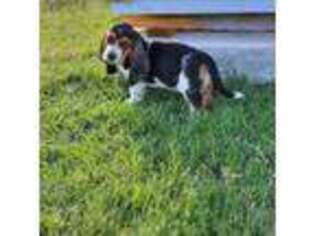 Basset Hound Puppy for sale in Los Angeles, CA, USA