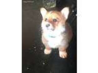 Pembroke Welsh Corgi Puppy for sale in Wynot, NE, USA
