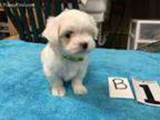 Maltese Puppy for sale in Ivanhoe, TX, USA
