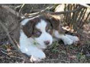 Miniature Australian Shepherd Puppy for sale in Statesville, NC, USA