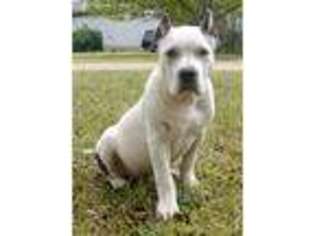 Mutt Puppy for sale in Watkinsville, GA, USA