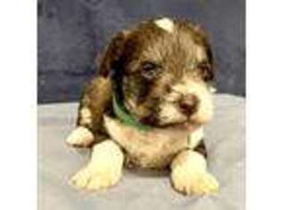 Mutt Puppy for sale in Singer, LA, USA