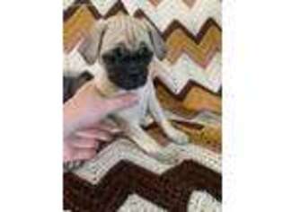 Puggle Puppy for sale in Loyal, WI, USA