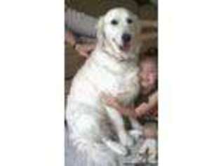 Labrador Retriever Puppy for sale in TULSA, OK, USA