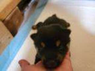 Shiba Inu Puppy for sale in Phelan, CA, USA