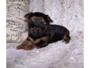 Yorkshire Terrier Puppy for sale in Woodford, VA, USA