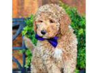 Mutt Puppy for sale in Pleasant Grove, UT, USA