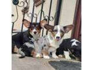 Cardigan Welsh Corgi Puppy for sale in Tampa, FL, USA
