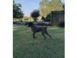 German Shorthaired Pointer Puppy for sale in Locust, NC, USA