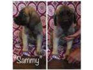 Mastiff Puppy for sale in Rattan, OK, USA