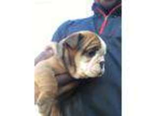 Bulldog Puppy for sale in Cordova, TN, USA