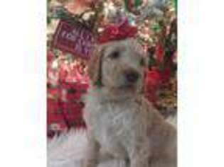 Goldendoodle Puppy for sale in Sylvania, OH, USA