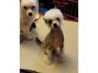 Chinese Crested Puppy for sale in Smith Mills, KY, USA