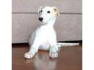 Borzoi Puppy for sale in Grand Island, NE, USA