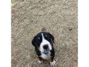 Greater Swiss Mountain Dog Puppy for sale in Lexington, OK, USA