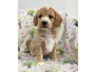 Tibetan Terrier Puppy for sale in Richmond, IL, USA
