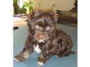 Havanese Puppy for sale in Epworth, GA, USA