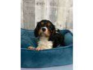 Cavalier King Charles Spaniel Puppy for sale in Red House, WV, USA