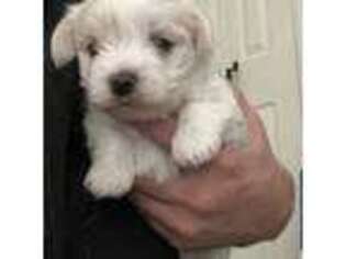 Mutt Puppy for sale in Indian Trail, NC, USA