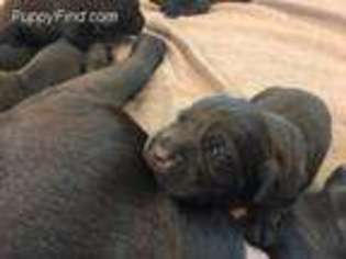 Labrador Retriever Puppy for sale in Fort Walton Beach, FL, USA