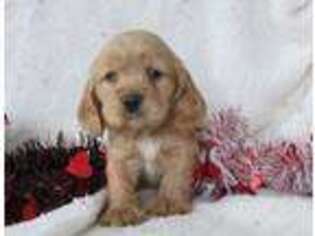 Cocker Spaniel Puppy for sale in Seymour, IA, USA