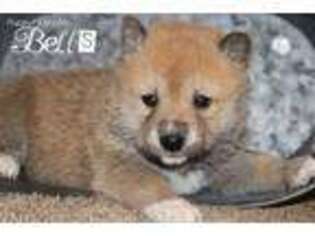 Shiba Inu Puppy for sale in Bernville, PA, USA