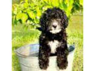 Mutt Puppy for sale in Turbeville, SC, USA