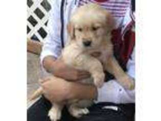 Golden Retriever Puppy for sale in Elmont, NY, USA
