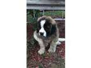 Saint Bernard Puppy for sale in Angola, IN, USA