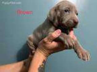 Weimaraner Puppy for sale in Hudson, FL, USA