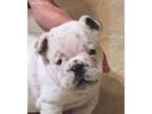 Bulldog Puppy for sale in Burlington, WI, USA